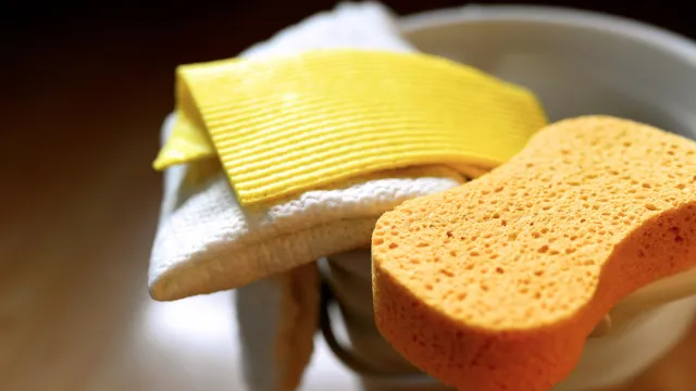 Pixabay_congerdesign-sponge-6065239 (Foto: Congerdesign) Pixabay_congerdesign-sponge-6065239 (Foto: Congerdesign)